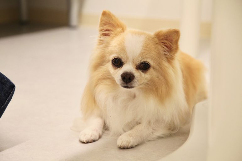 犬のよくある病気